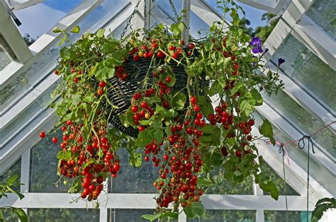10 Steps To Grow Tomatoes In Hanging Baskets Horticulture™