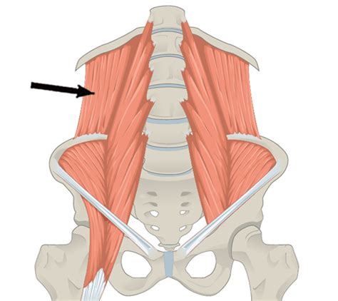 It's located in your lower back on either side of the lumbar spine. 허리통증 - 요방형근(QL)의 기능과 재활 : 네이버 블로그