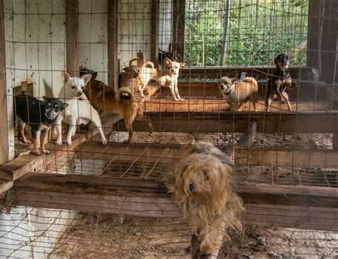 What Are Puppy Mills Save A Pet Usa
