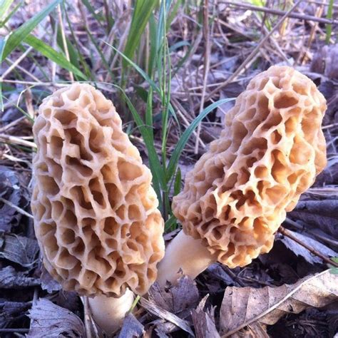 Dyk When To Pick Morel Mushrooms In Oklahoma 2015 May Be The Biggest