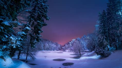 Night Snow Forest Wallpaper