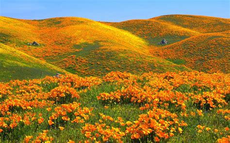 California Poppy Field Wallpaper Free Wide Hd Wallpaper California Wildflowers California