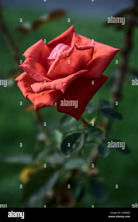 Crimson Rose In Bloom Seen Up Close Stock Photo Alamy
