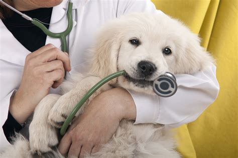 Pet insurance helps you pay for the care your pet needs. Happy National Pet Health Insurance Month! | The ...