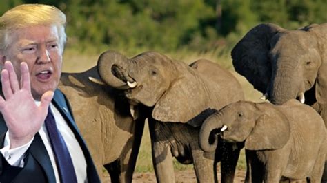 Donald Trump Calls Elephant Hunting A Horror Show After Trophy Import Ruling