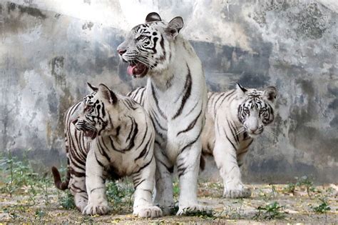 White Tiger Cubs Released For Public Viewing In India Abs Cbn News