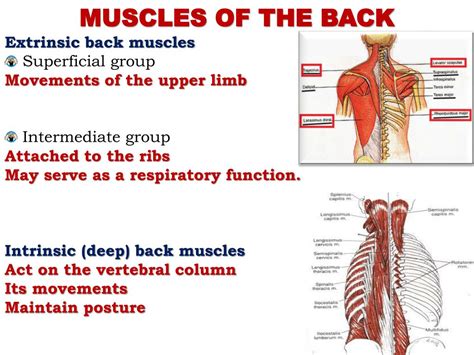 Ppt Superficial Muscles Of The Back Powerpoint Presentation Free