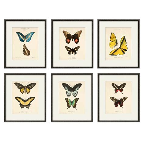 Antique Butterfly Art Butterfly Print Set Natural History Art Etsy