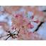 The Ten Best Places To See Cherry Blossom In Kyoto  Work Japan For