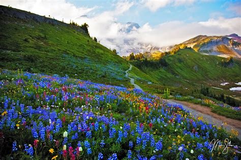 Flowers At Mount Rainier National Park Paradise Mount Rainier