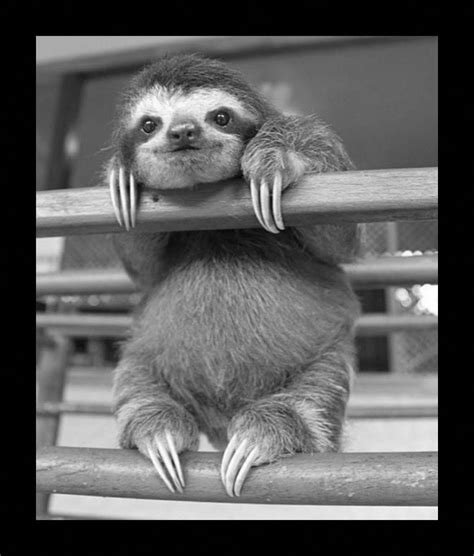 Image 5501655995 Animalphotoclub Animals Beautiful Baby Animals Funny Baby Sloth