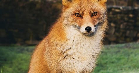 Baymoondesign Fox Looks Like A Dog Behaves Like A Cat