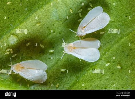 Greenhouse Whitefly Pest Hi Res Stock Photography And Images Alamy