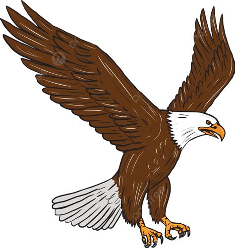 Bald Eagle Flying Drawing Graphic Wildlife Bird Vector Graphic