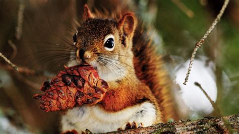 Download Wallpaper 1600x900 Squirrel Nut Food Bump Widescreen 169