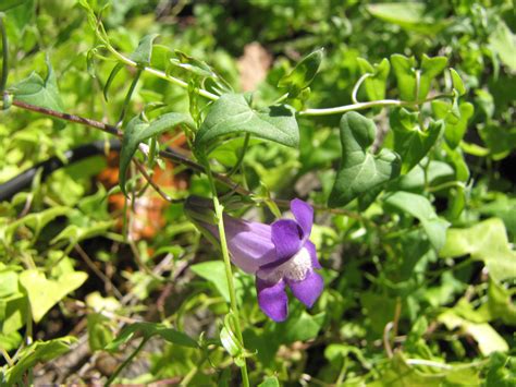 Will grow in full sun to shade. Snapdragon Vines: Learn About The Care of Climbing Snapdragons