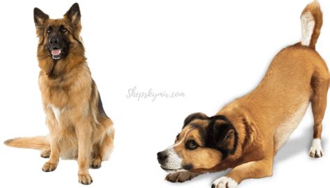 Pitbull German Shepherd Husky Mix Designer Dogs Photos