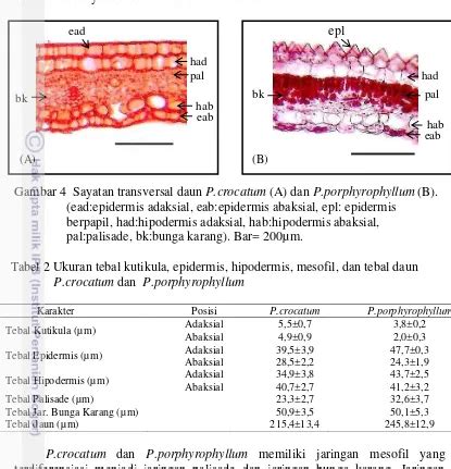 Analisis Struktur Anatomi Dan Histokimia Tanaman Sirih Merah Piper