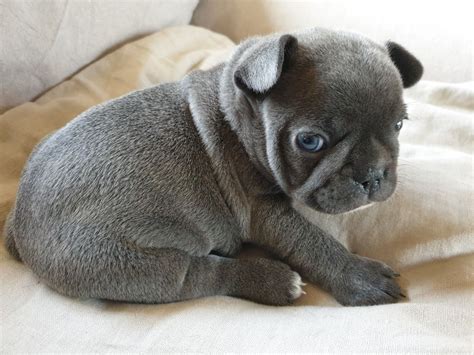 Find 611 french bulldogs puppies & dogs for sale uk at the uk's largest independent free classifieds site. French Bulldog Puppies For Sale | Chicago, IL #323769