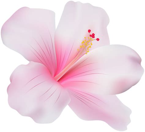 Hibiscus Flower Png Transparent