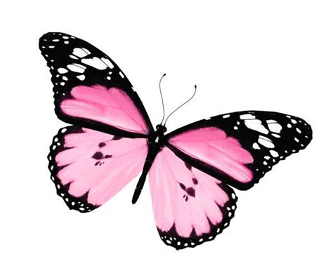 Pink Butterfly Isolated On White Background — Stock Image Butterfly