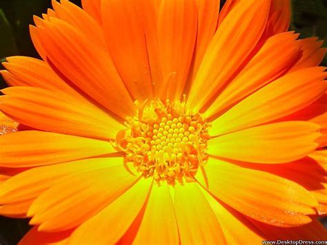 Desktop Wallpapers Flowers Backgrounds Orange Gerbera