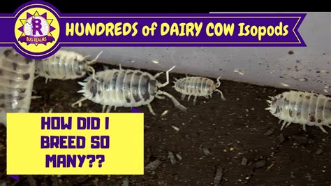 How To Care For And Breed Dairy Cow Isopods Youtube