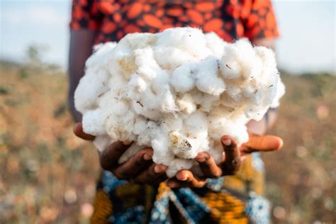 Cotton Made In Africa Grows With New Partners Just Style