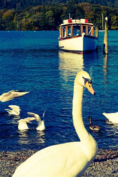 Beautiful Swan By Lake Windermere Lake Windermere Beautiful Swan Swan