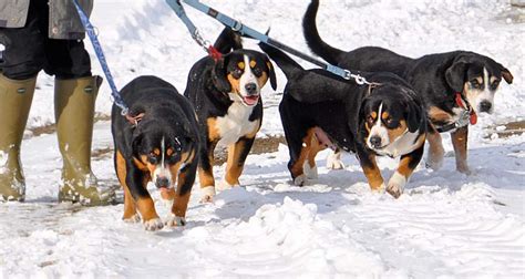 Passt der Entlebucher Sennenhund zu mir? | alle Sennenhunde