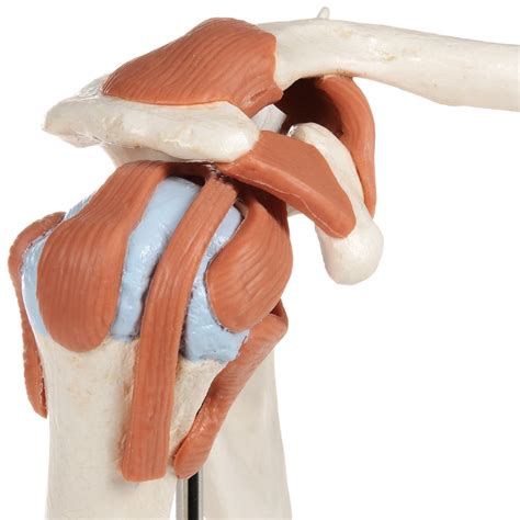 Anatomical Models For Deluxe Functional Shoulder Joint