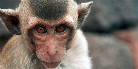 Engineered Monkeys Could Aid Autism Research The Scientist Magazine®