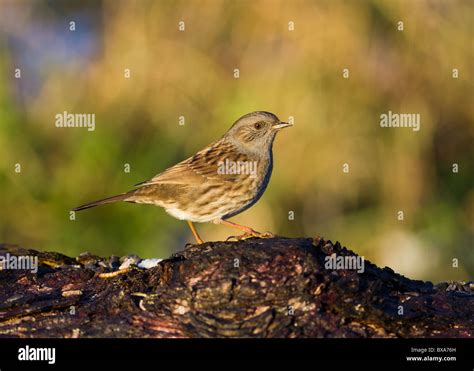 Dunnock Prunella Modularis Stock Photo Alamy