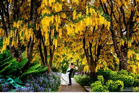 We came up to vancouver, bc for the weekend. VanDusen Gardens Wedding | Will Pursell Photo