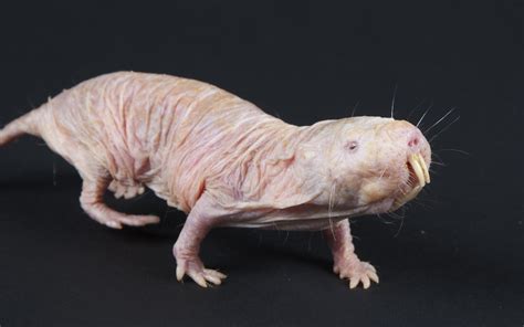 Naked Mole Rats Defy The Concept Of Aging Almost Never Get Cancer