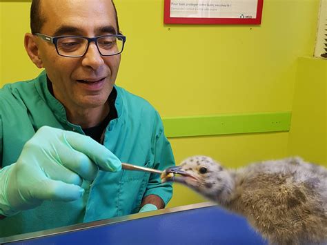 Les Vétérinaires Dunivet Sengagent Pour La Faune Sauvage Univet