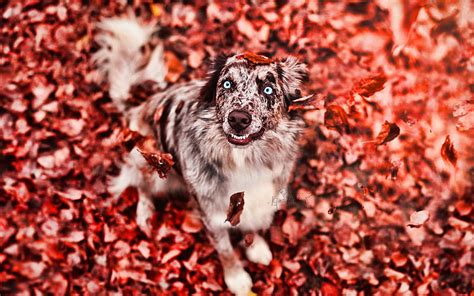 Australian Shepherd Autumn R Bokeh Aussie With Blue Eyes Pets