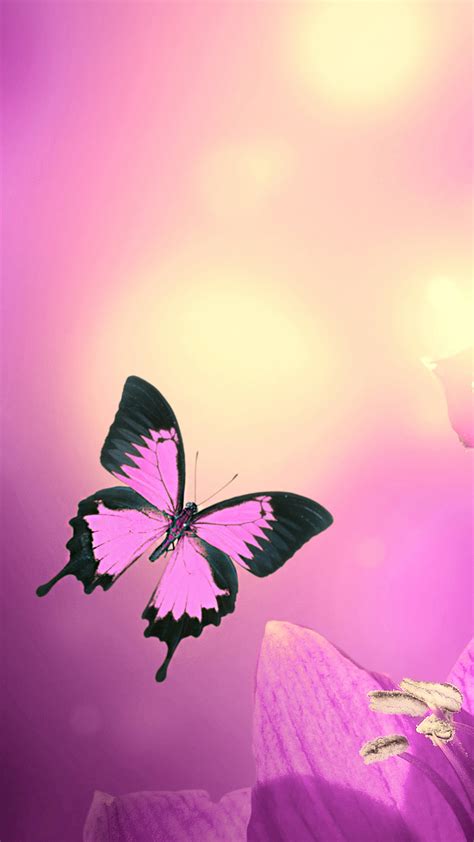 Pink Butterfly Wallpaper Pink Butterfly Wallpaper Hd 1080x1920