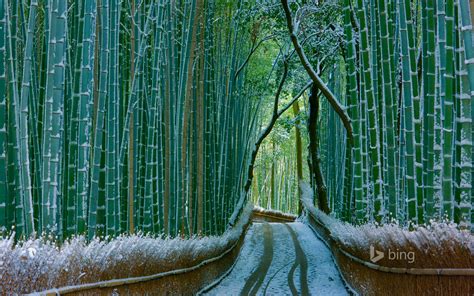 Sagano Bamboo Forest Arashiyama Kyoto Japan Bing Wallpapers Sonu Rai