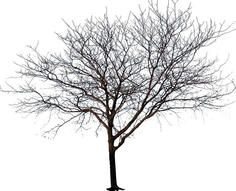 Download Transparent Winter Tree Png Transparent Library Tree No Leaves Png PNGkit