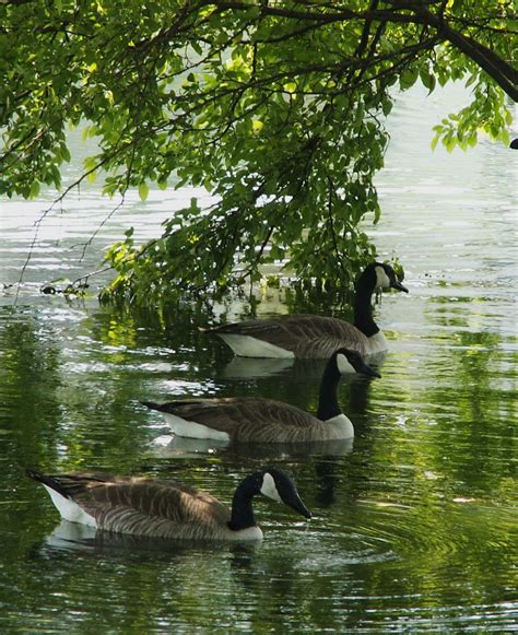 Three Young Canadian Geese In A Row In The Shade Of A Lake At An