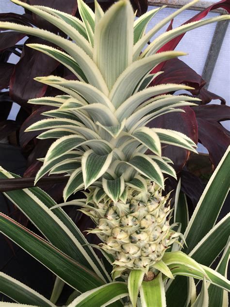 Costa Rica Variegated Pineapple Plant Ananas Cosomus Real Tropicals