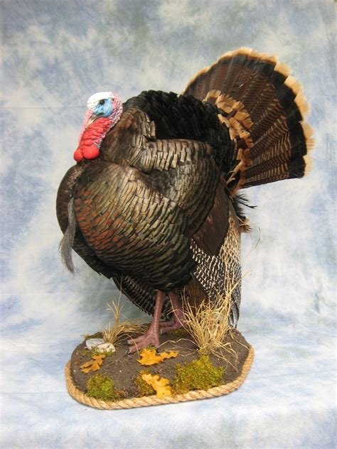 We have reviews of the best places to see in turkey. Showpiece Taxidermy: South Dakota Turkey Mount Taxidermist