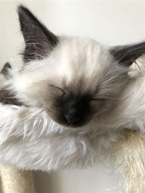 Balinese Cats For Sale New Britain Ct 304866 Petzlover