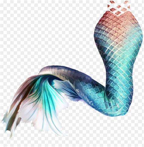 Mermaid Tail Sticker PNG Image With Transparent Background TOPpng