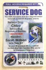 Emotional Service Dog Registration Free