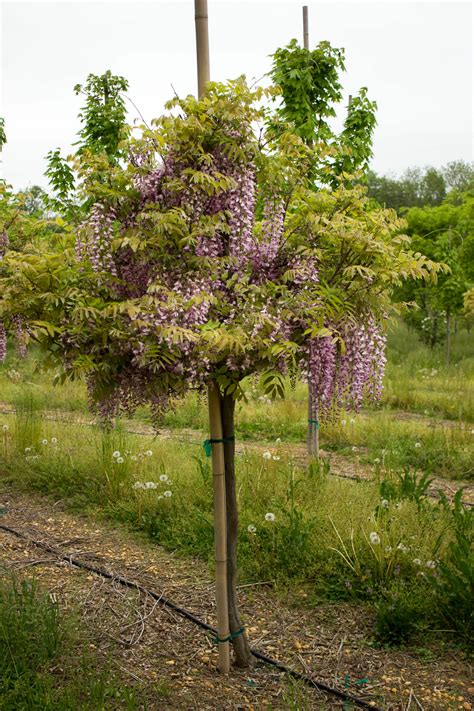 Japanese Wisteria Purple Tree Form Halka Nurseries