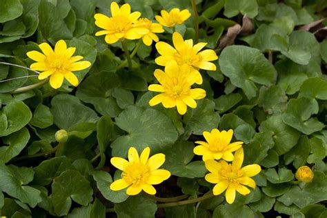 Families Ranunculaceae Ohio Plants