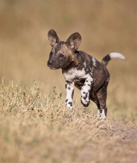 Puppy African Wild Dog Puppysto Me Always Very Very Special To