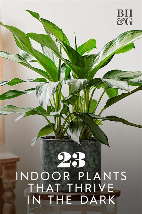 23 Indoor Plants For Low Light Spaces That Need Brightening Low Light